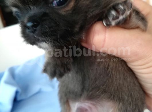 161023 Doğumlu Mükemmel Safkan Chihuahua Yavru görsel