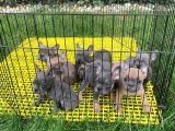 French Bulldog Mavi̇ Gözlü Yavrular