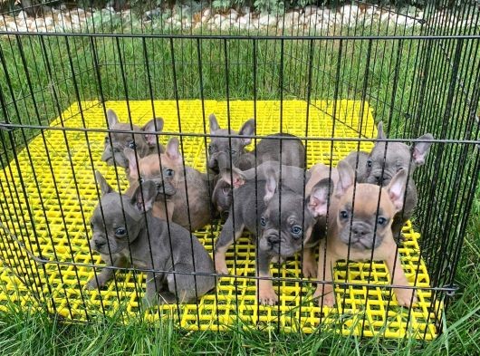 French Bulldog Mavi̇ Gözlü Yavrular görsel