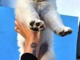 Yavru Golden Retriever