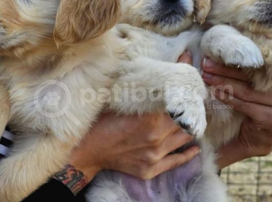 Yavru Golden Retriever görsel