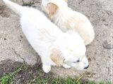 Yavru Golden Retriever