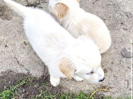 Yavru Golden Retriever görsel