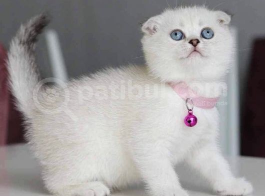 Safkan Silver Ns1133 Boncuk Gözlü Bebemiz görsel