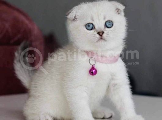 Safkan Silver Ns1133 Boncuk Gözlü Bebemiz görsel