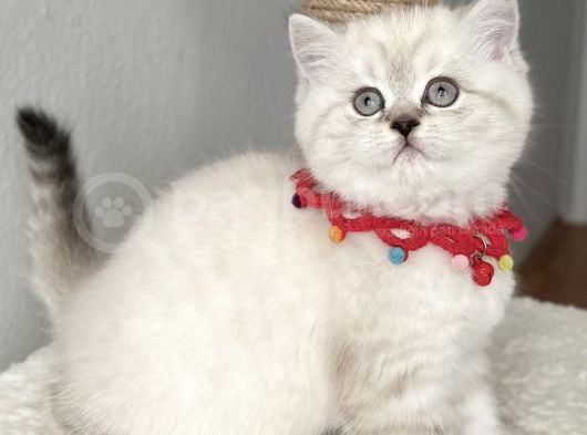 Safkan Dişi Boncuk Gözlü British Bebeğimiz görsel