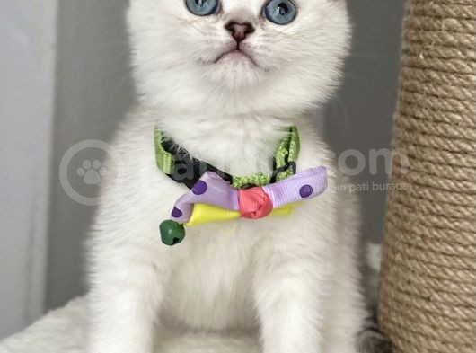Safkan Silver Ns1133 Boncuk Gözlü Bebemiz görsel