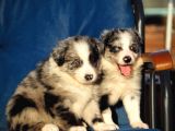Blue Merle Border Collie