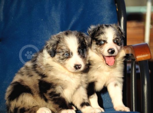 Blue Merle Border Collie görsel