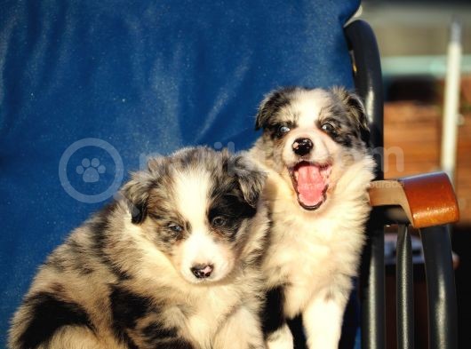 Blue Merle Border Collie görsel