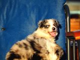 Blue Merle Border Collie