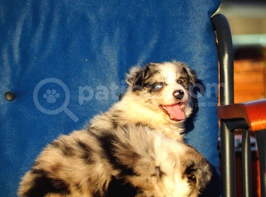 Blue Merle Border Collie görsel