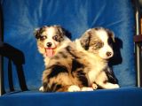 Blue Merle Border Collie