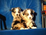 Blue Merle Border Collie