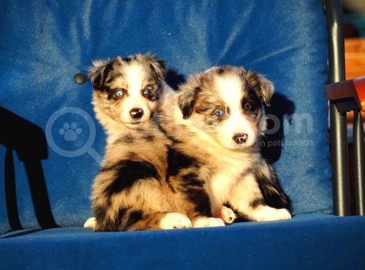 Blue Merle Border Collie