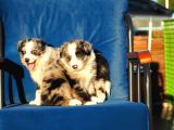 Blue Merle Border Collie