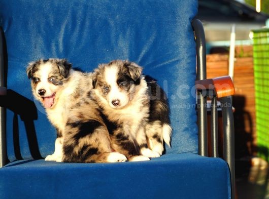 Blue Merle Border Collie görsel