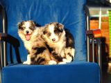 Blue Merle Border Collie