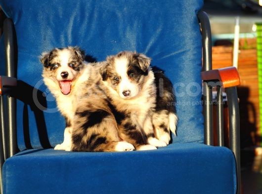 Blue Merle Border Collie görsel
