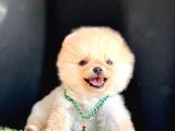 Show Kali̇te Ayicik Surat Pomerani̇an Boo Yavrularimiz