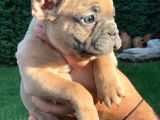 French Bulldog Mavi̇ Gözlü Yavrular