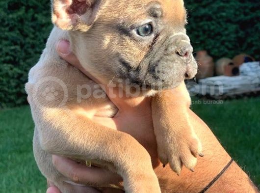 French Bulldog Mavi̇ Gözlü Yavrular görsel