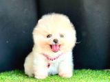 Show Kali̇te Ayicik Surat Pomerani̇an Boo Yavrularimiz