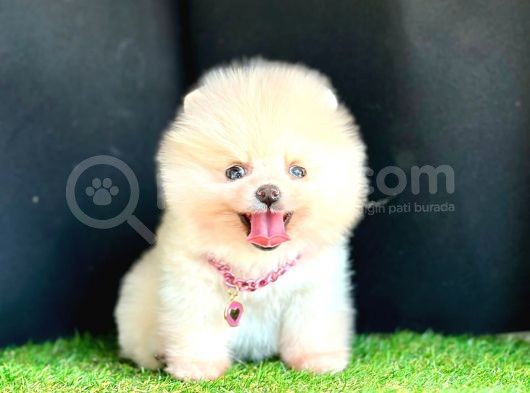 Show Kali̇te Ayicik Surat Pomerani̇an Boo Yavrularimiz görsel