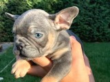 French Bulldog Mavi̇ Gözlü Yavrular