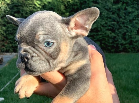French Bulldog Mavi̇ Gözlü Yavrular görsel