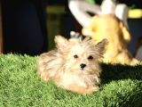mini boy morkie kızımız