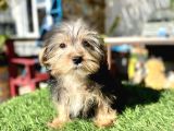 0 Numr mini boy morkie oğlumuz