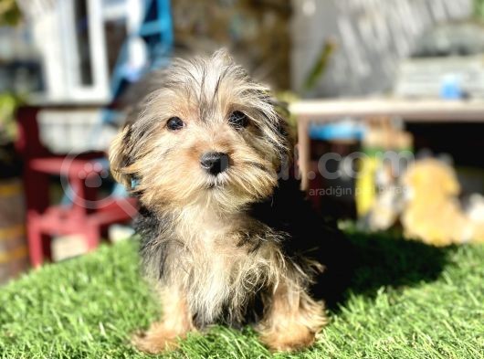 0 Numr Mini Boy Morkie Oğlumuz