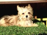 Mini Boy Morkie Kızımız