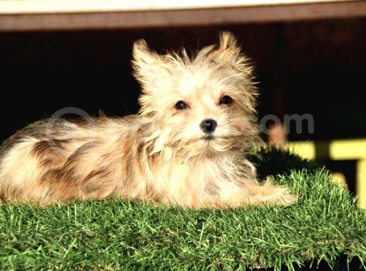 Mini Boy Morkie Kızımız görsel