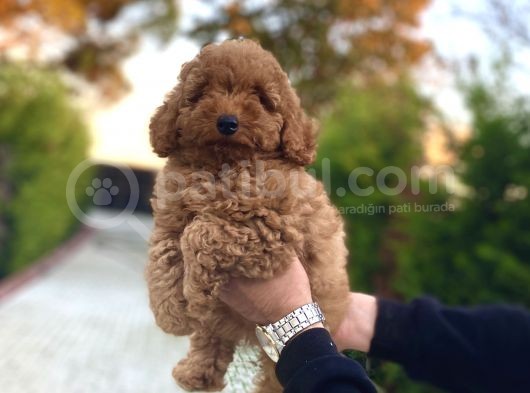 Red Poodle Dişi Aşılı Bebeğimiz görsel
