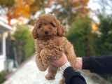 Red Poodle Dişi Aşılı Bebeğimiz