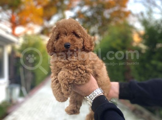 Red Poodle Dişi Aşılı Bebeğimiz görsel