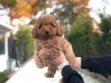 red poodle dişi Aşılı Bebeğimiz