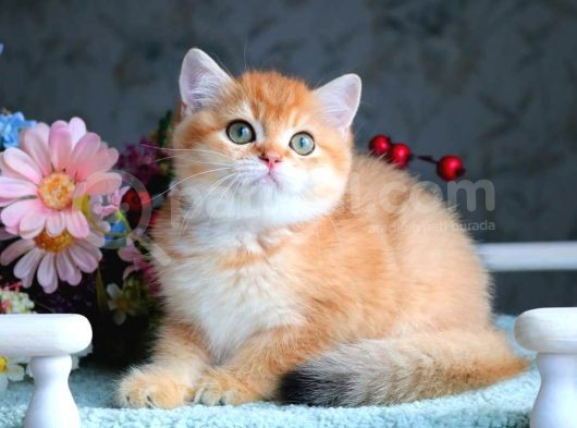 British Shorthair Ny11 Golden Bebek görsel