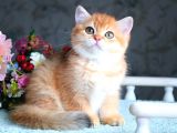 British Shorthair Ny11 Golden Bebek