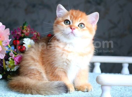 British Shorthair Ny11 Golden Bebek görsel