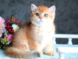 British Shorthair Ny11 Golden Bebek