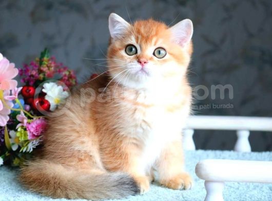 British Shorthair Ny11 Golden Bebek görsel