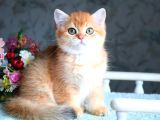 British shorthair ny11 golden bebek