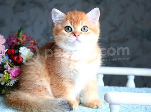 British Shorthair Ny11 Golden Bebek
