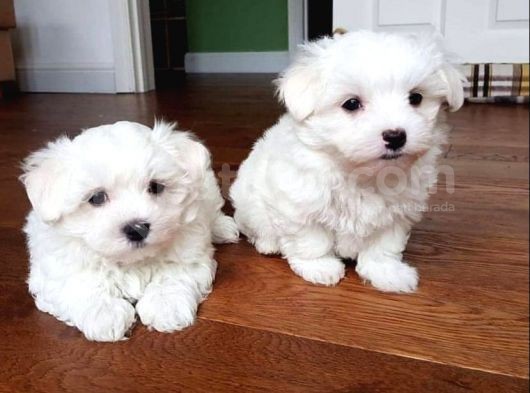 Teacup Maltese Terrier Bebekler görsel