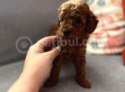 Darkredbrown Lipton Kızımın Son Bebeği görsel