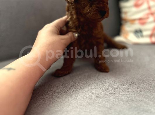 Darkredbrown Lipton Kızımın Son Bebeği