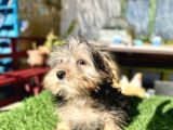 0 Numr Mini Boy Morkie Oğlumuz